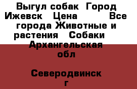 Выгул собак. Город Ижевск › Цена ­ 150 - Все города Животные и растения » Собаки   . Архангельская обл.,Северодвинск г.